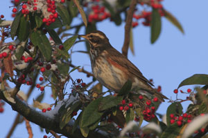 Bird photography by Betty Fold Gallery